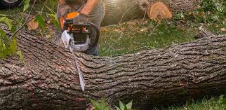 White Oak, MS Tree Care Company