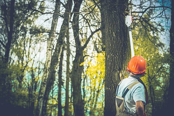 Best Stump Grinding and Removal  in White Oak, MS